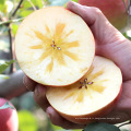 Prix ​​en gros doux rouge de fuji de pomme fraîche de Chine